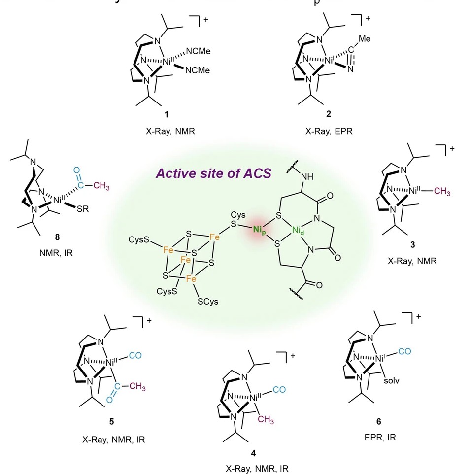 Solving the mystery of an ancient enzyme could lead to new carbon capture strategies